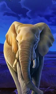 African Elephant